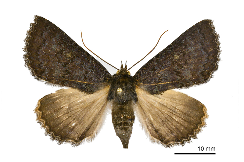 Hypersypnoides submarginata Female